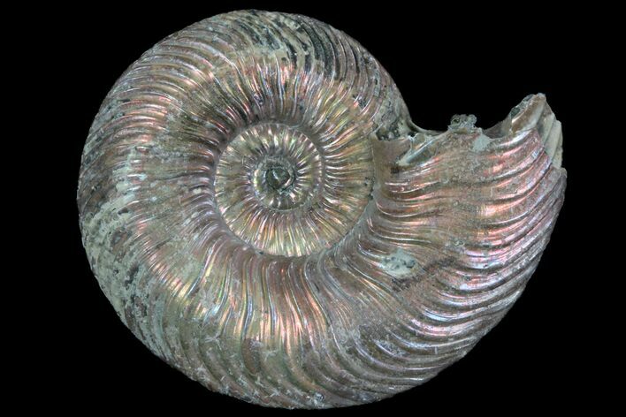 Iridescent Ammonite (Quenstedticeras) Fossil With Pyrite #78496